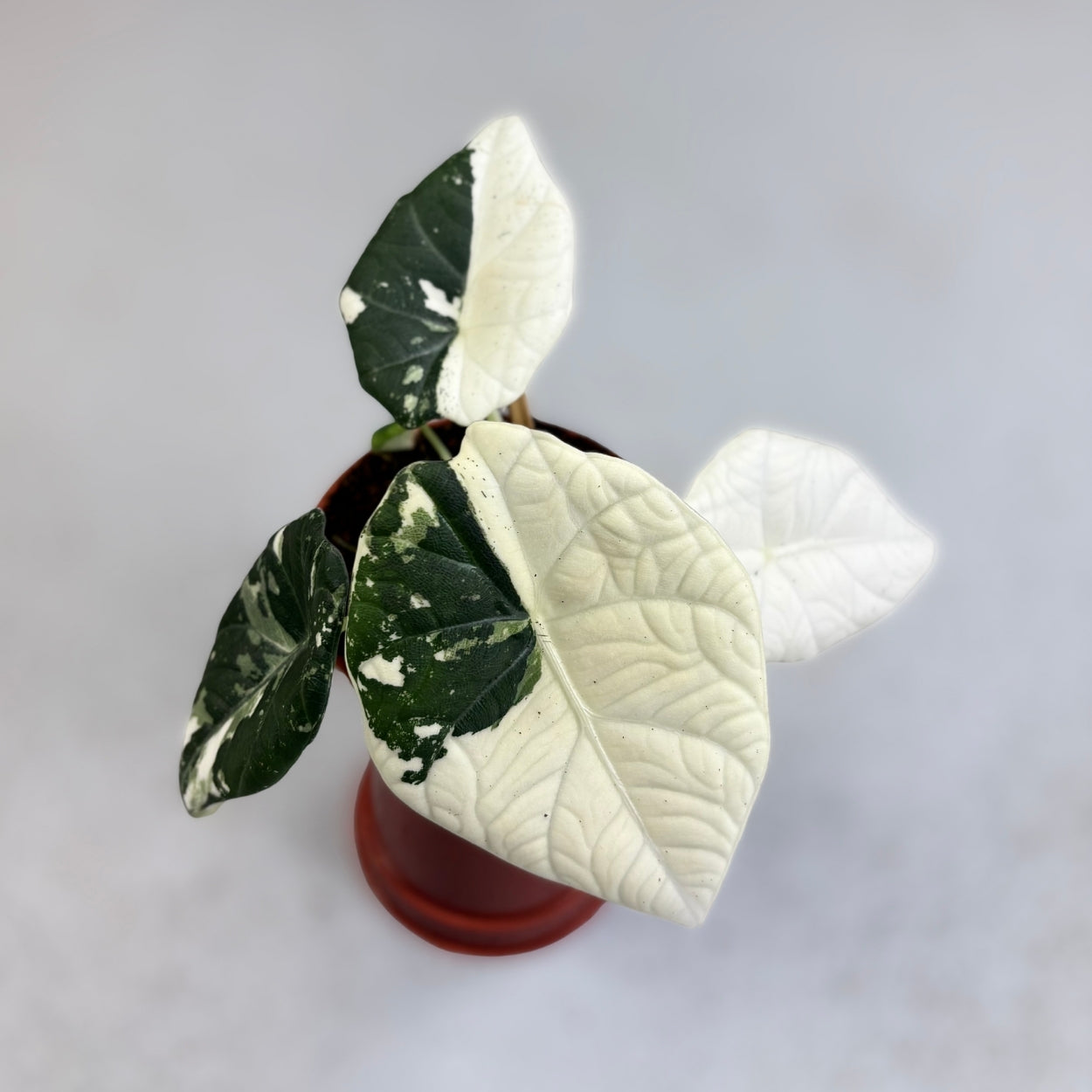 Alocasia Maharani Albo Variegata