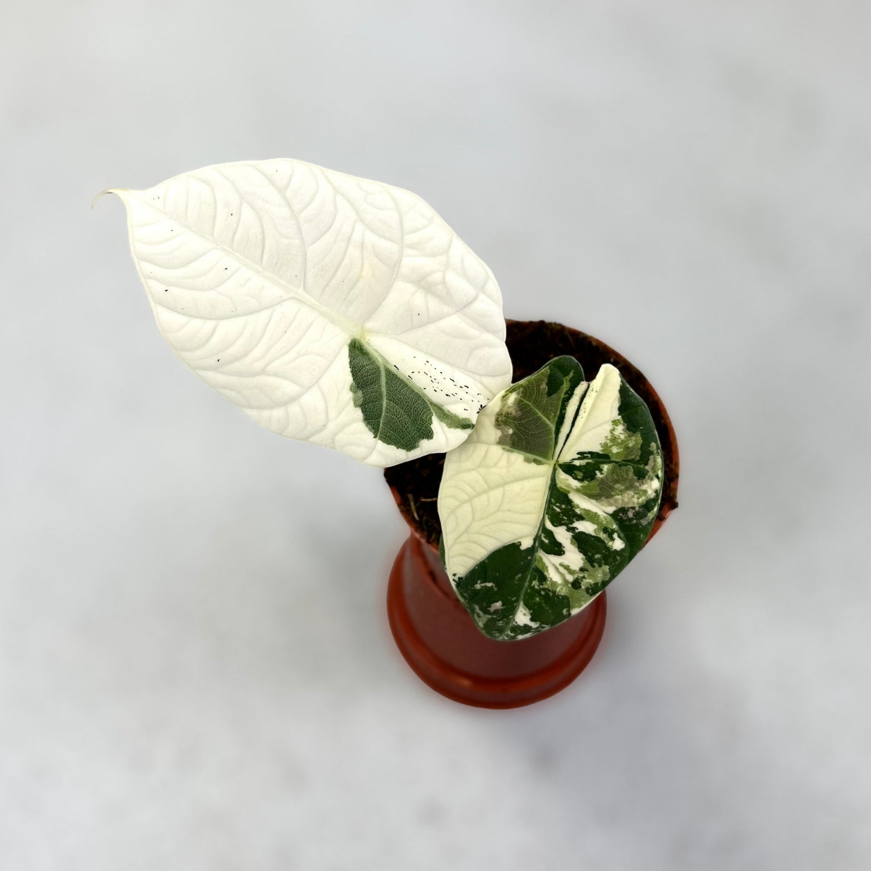 Alocasia Maharani Albo Variegata - Downtown Plant Club