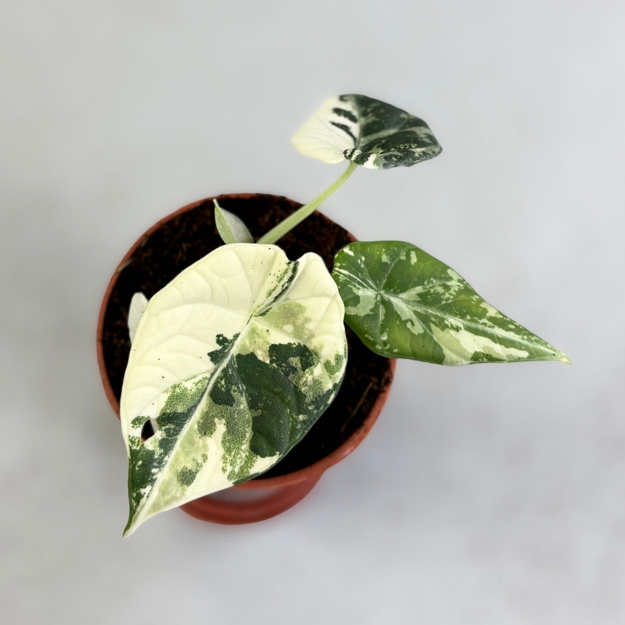 Alocasia Maharani Albo Variegata