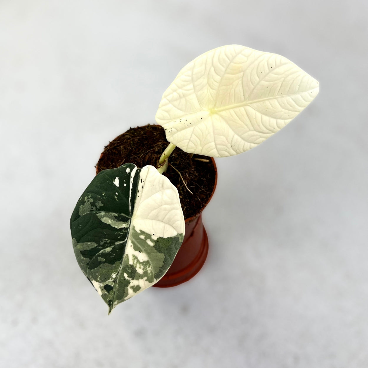 Alocasia Maharani Albo Variegata - Downtown Plant Club