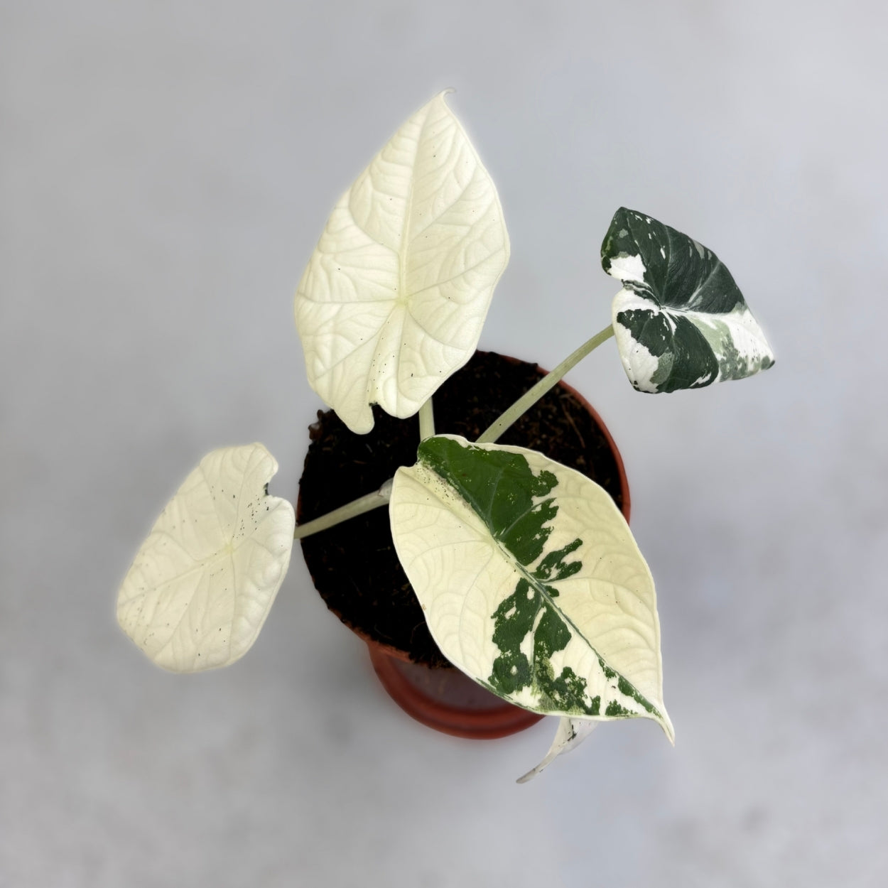 Alocasia Maharani Albo Variegata