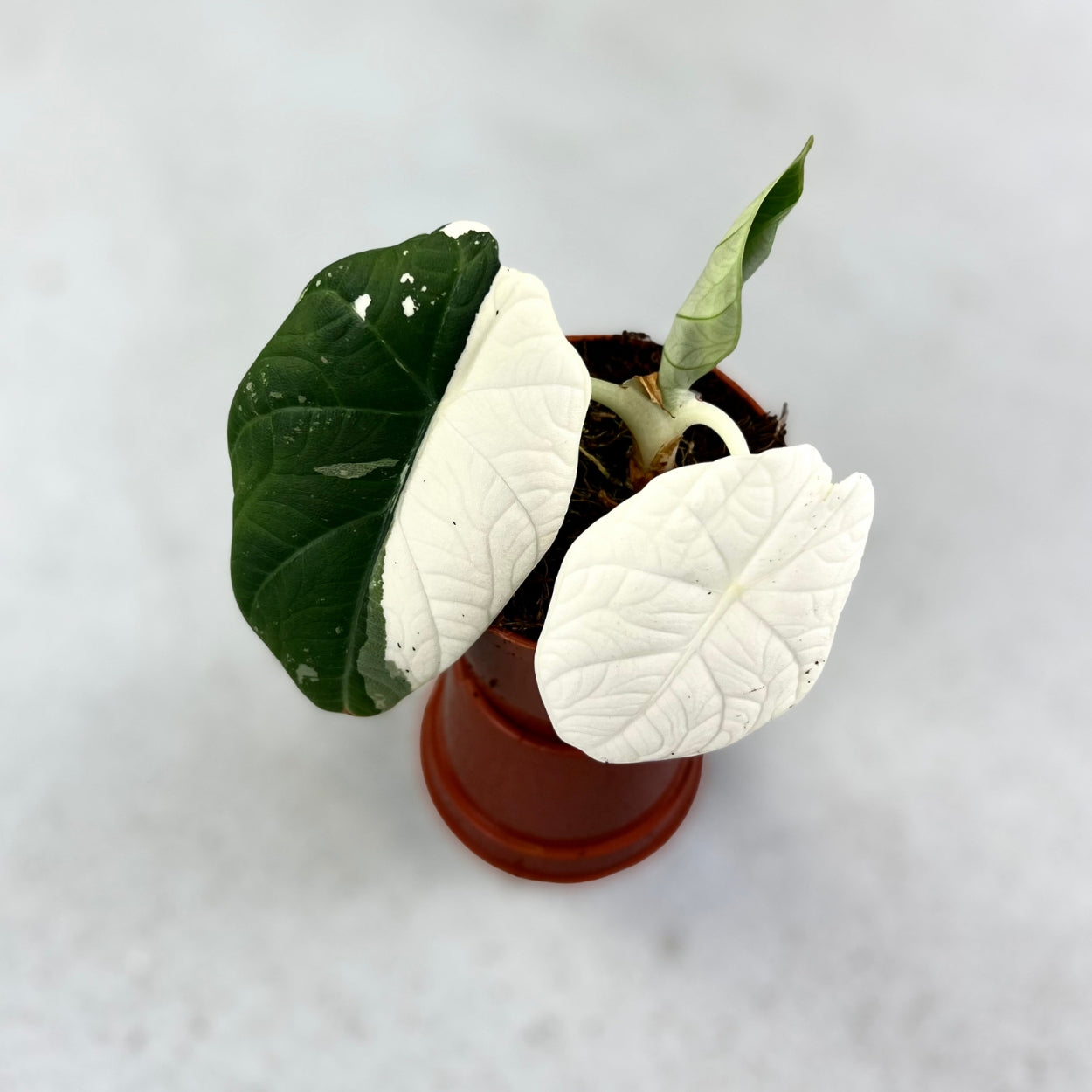 Alocasia Maharani Albo Variegata - Downtown Plant Club