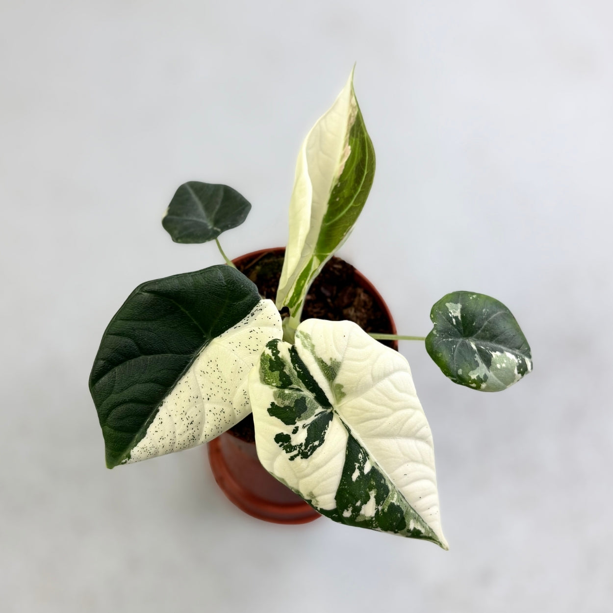 Alocasia Maharani Albo Variegata