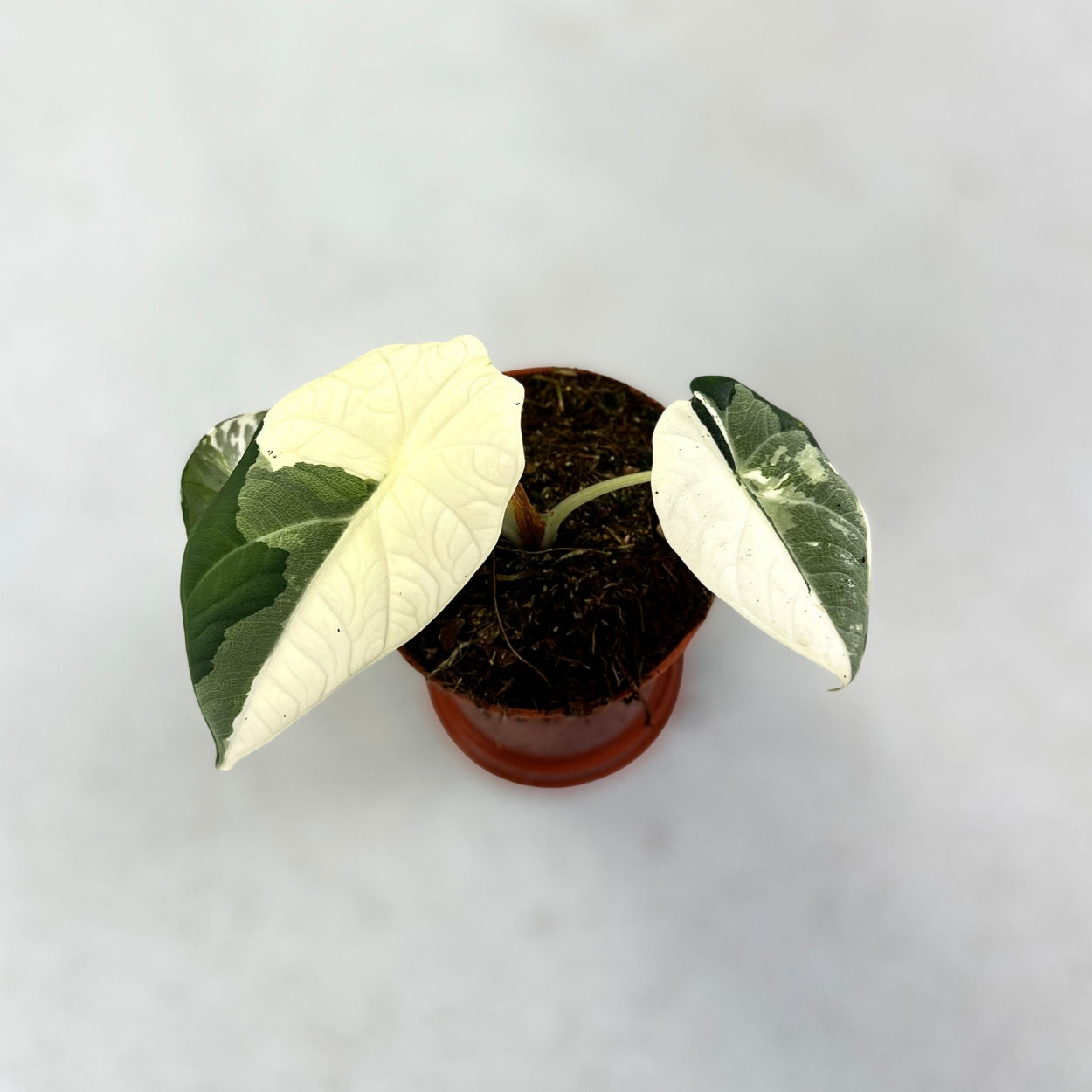 Alocasia Maharani Albo Variegata - Downtown Plant Club