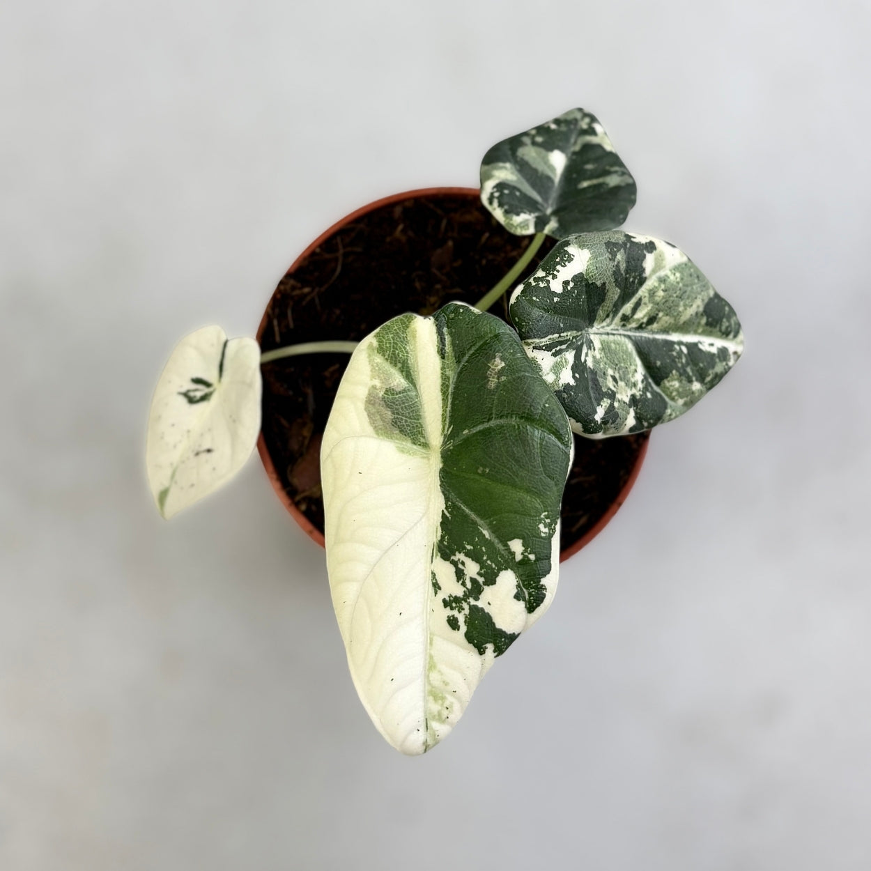Alocasia Maharani Albo Variegata