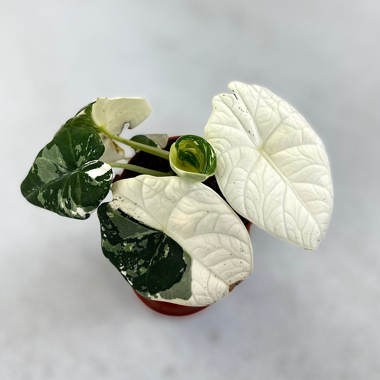 Alocasia Maharani Albo Variegata - Downtown Plant Club