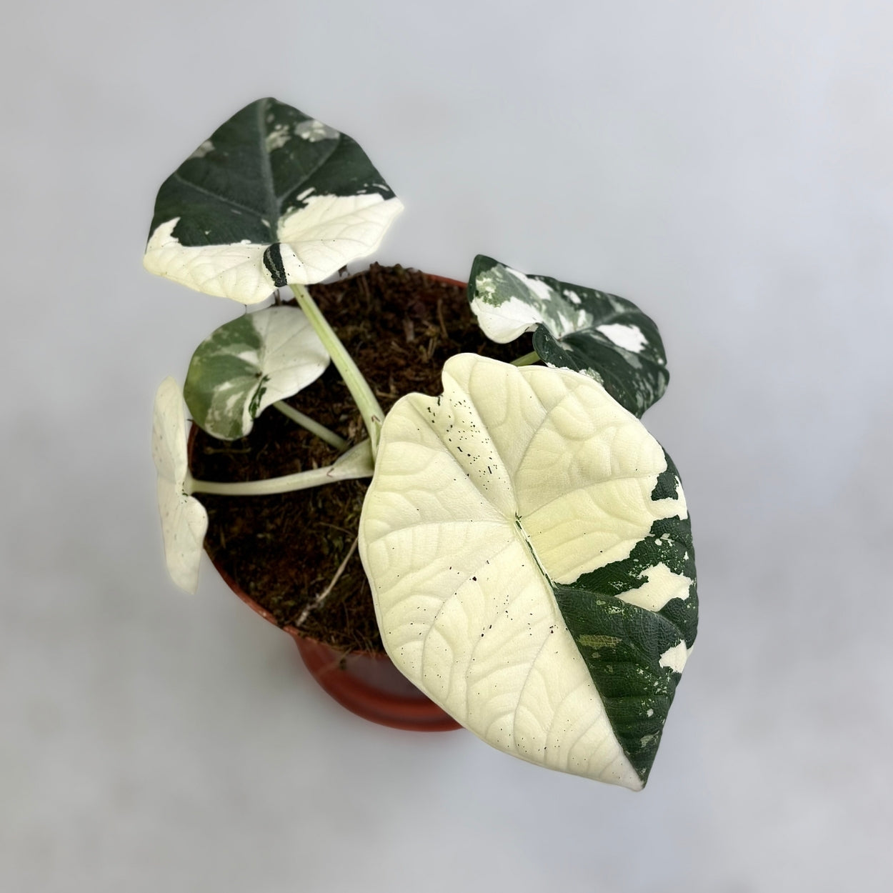 Alocasia Maharani Albo Variegata
