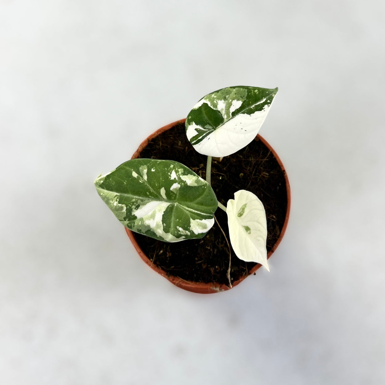 Alocasia Maharani Albo Variegata - Downtown Plant Club