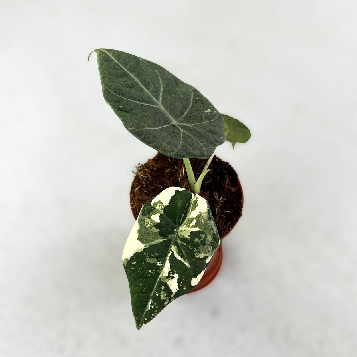 Alocasia Maharani Albo Variegata - Downtown Plant Club