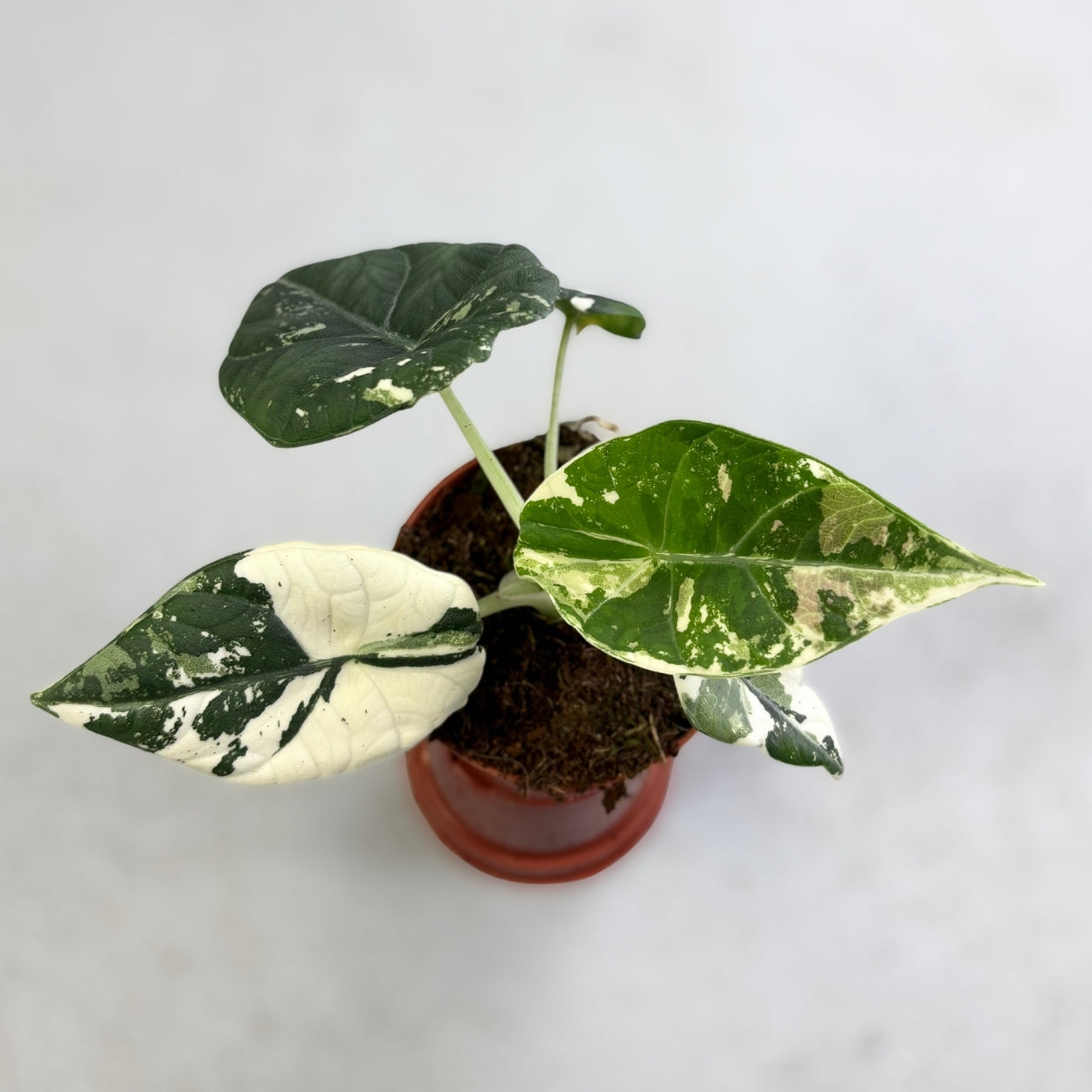 Alocasia Maharani Albo Variegata