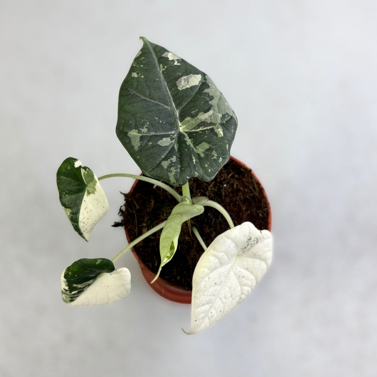 Alocasia Maharani Albo Variegata