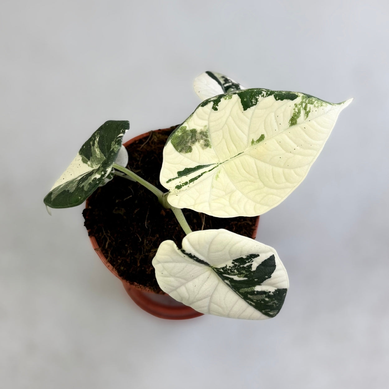 Alocasia Maharani Albo Variegata