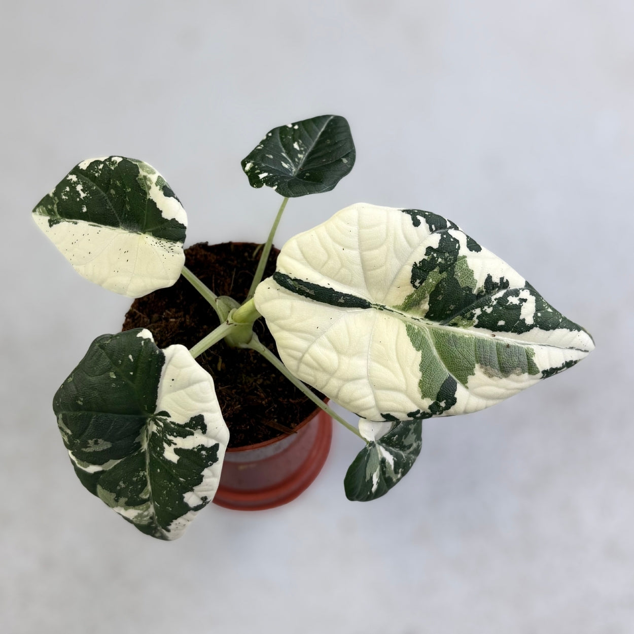 Alocasia Maharani Albo Variegata