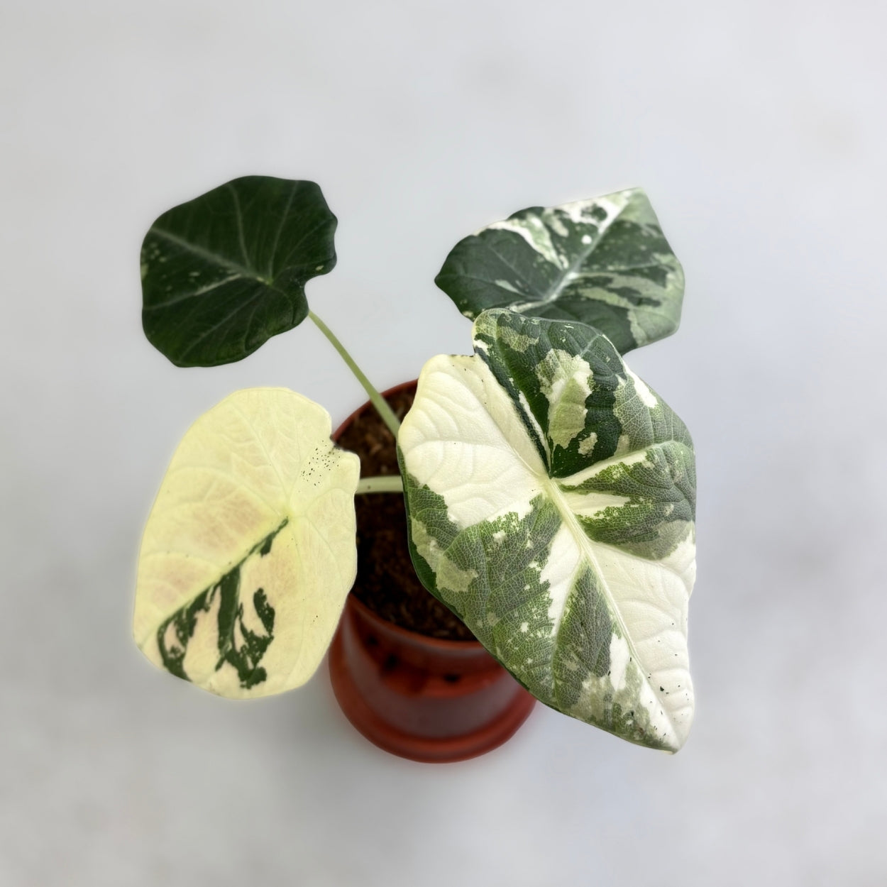 Alocasia Maharani Albo Variegata