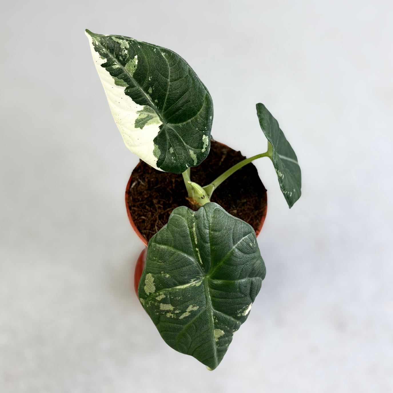 Alocasia Maharani Albo Variegata