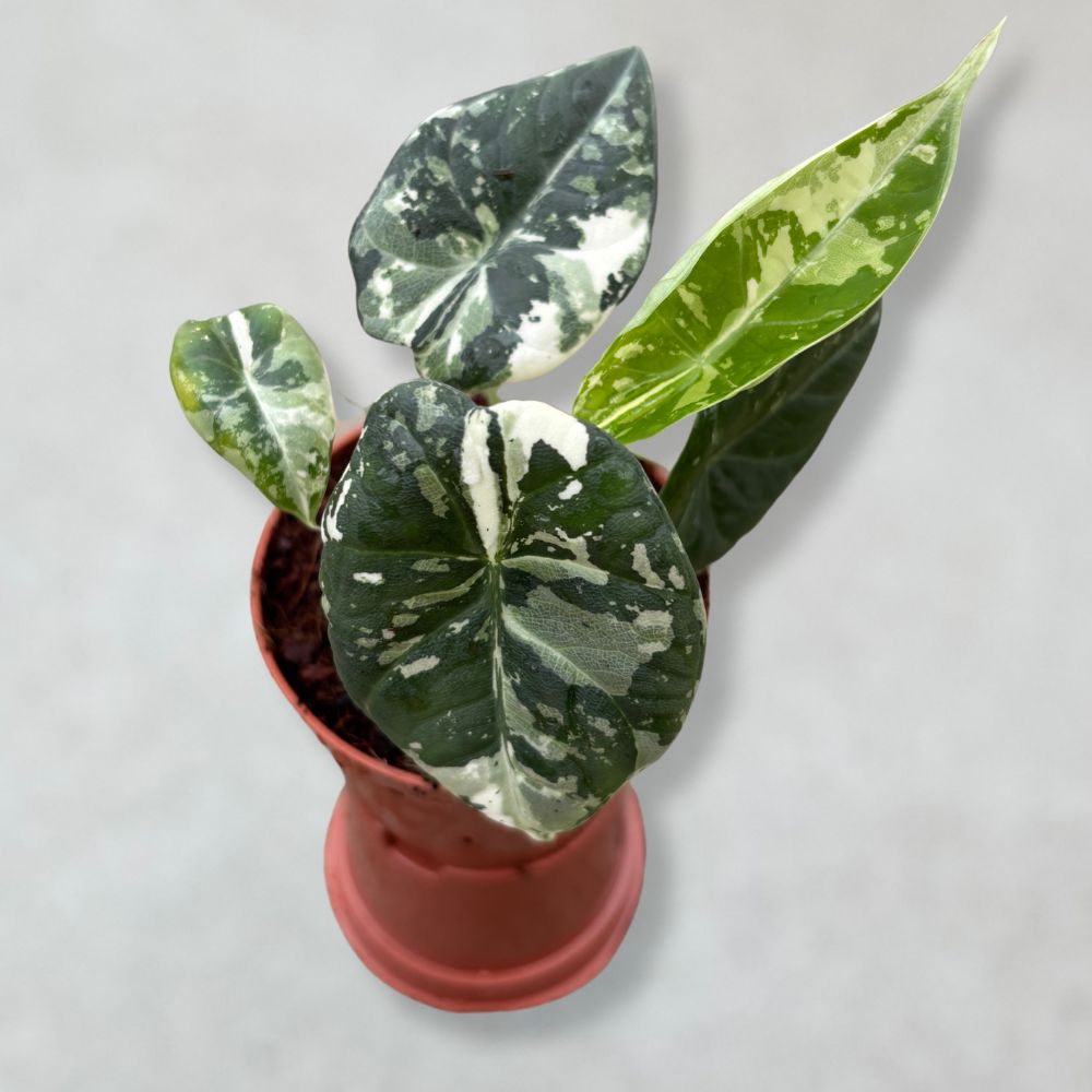 Rare Tissue Culture Alocasia Maharani Albo Variegated