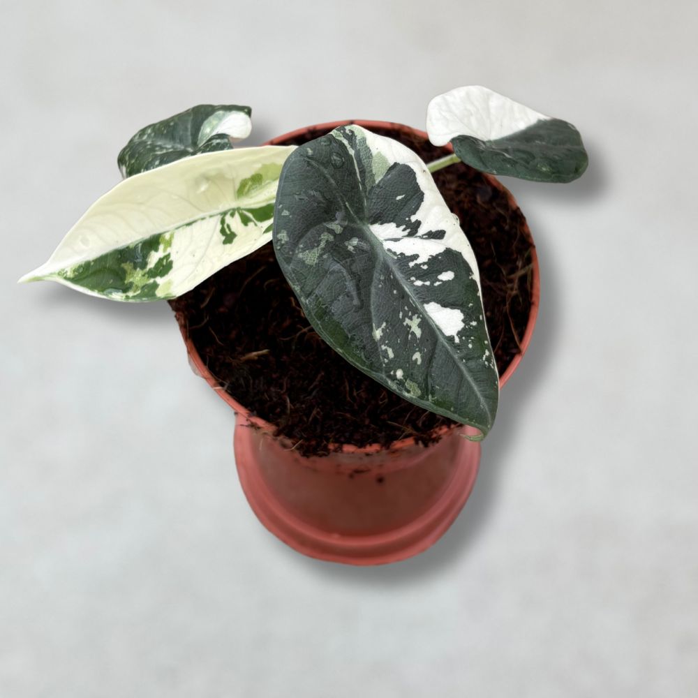 Alocasia Maharani Albo Variegata
