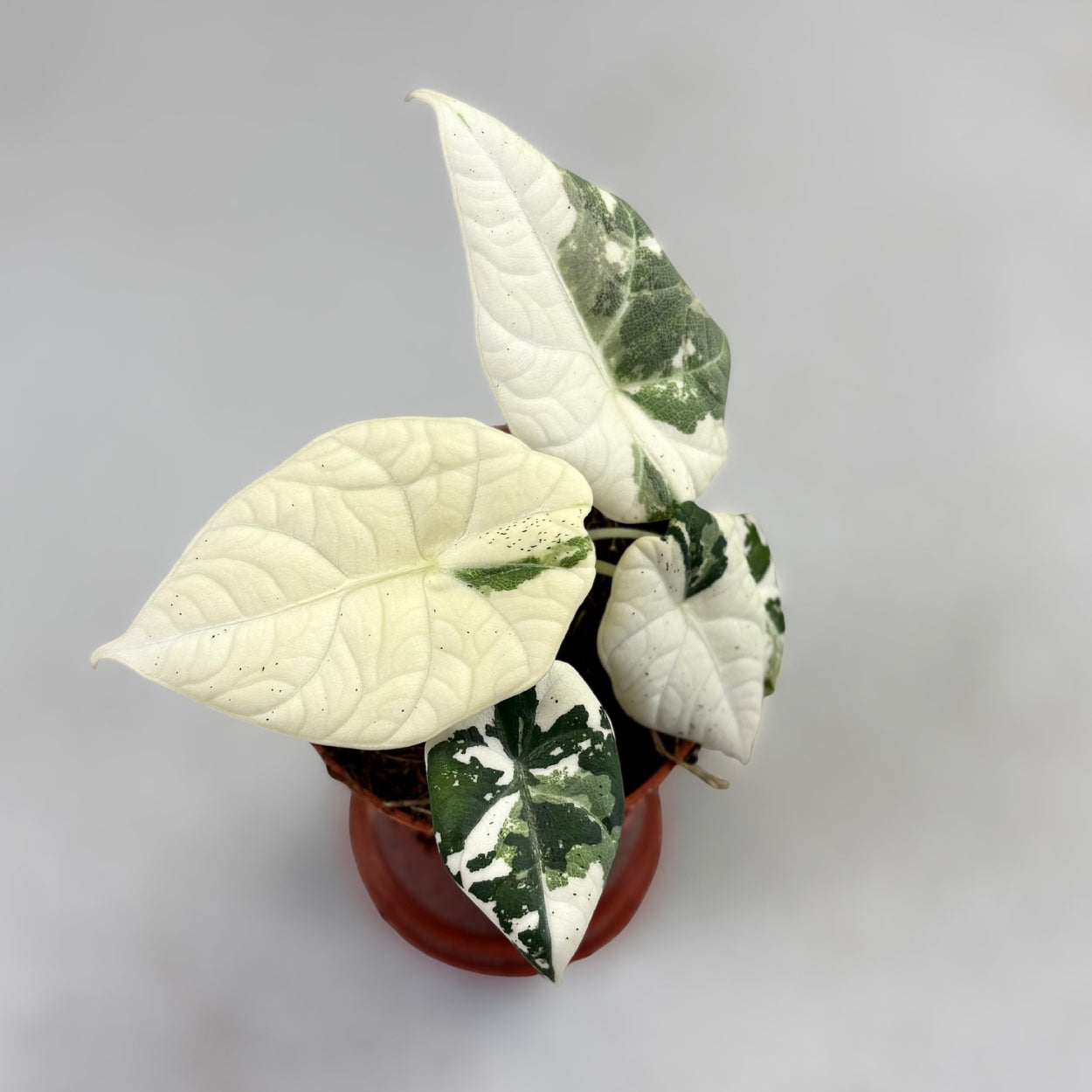 Alocasia Maharani Albo Variegata by Downtown Plant Club