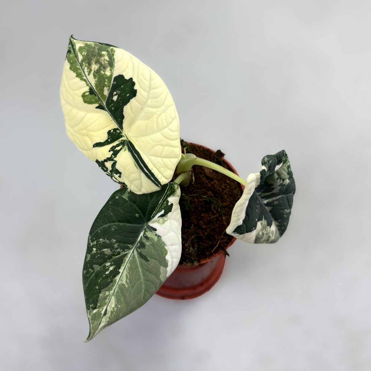 その他観葉植物 Alocasia Maharani Albo var. Alocasia Maharani Albo Variegated – Zero's Plants