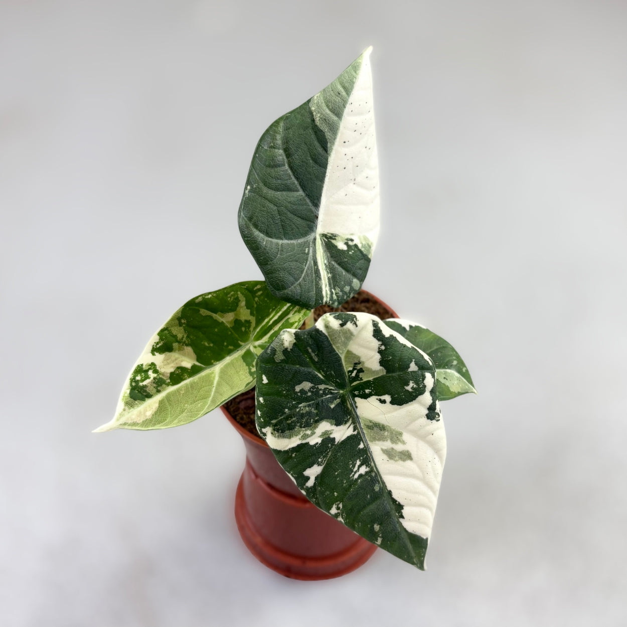 その他観葉植物 Alocasia Maharani Albo var. Alocasia Maharani Albo Variegata