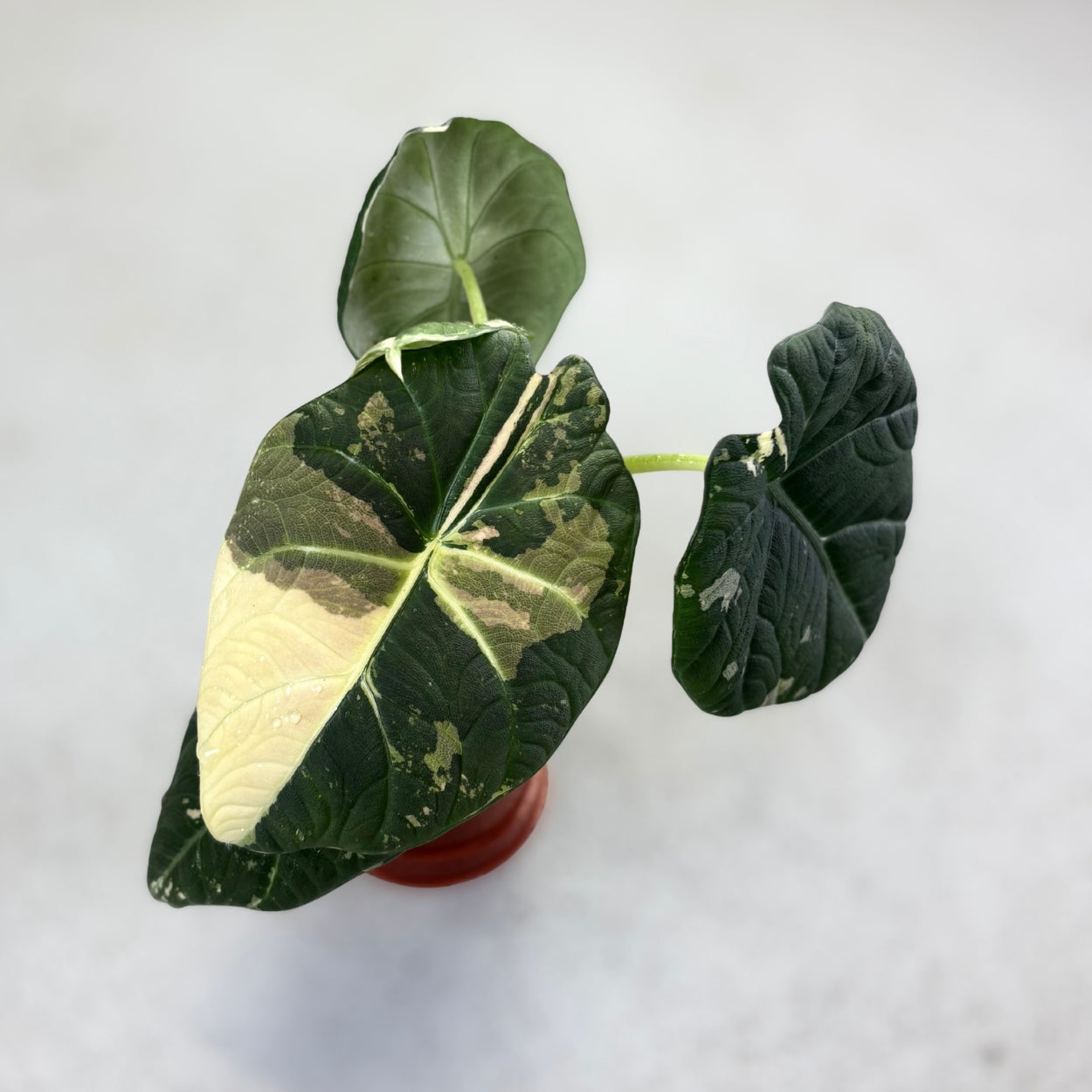 Alocasia Maharani Albo Variegata by Downtown Plant Club