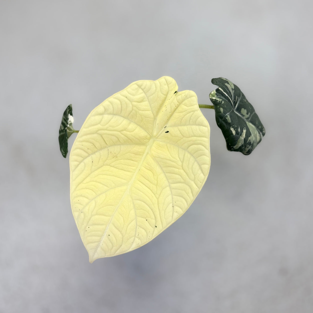 Alocasia Maharani Albo Variegata by Downtown Plant Club