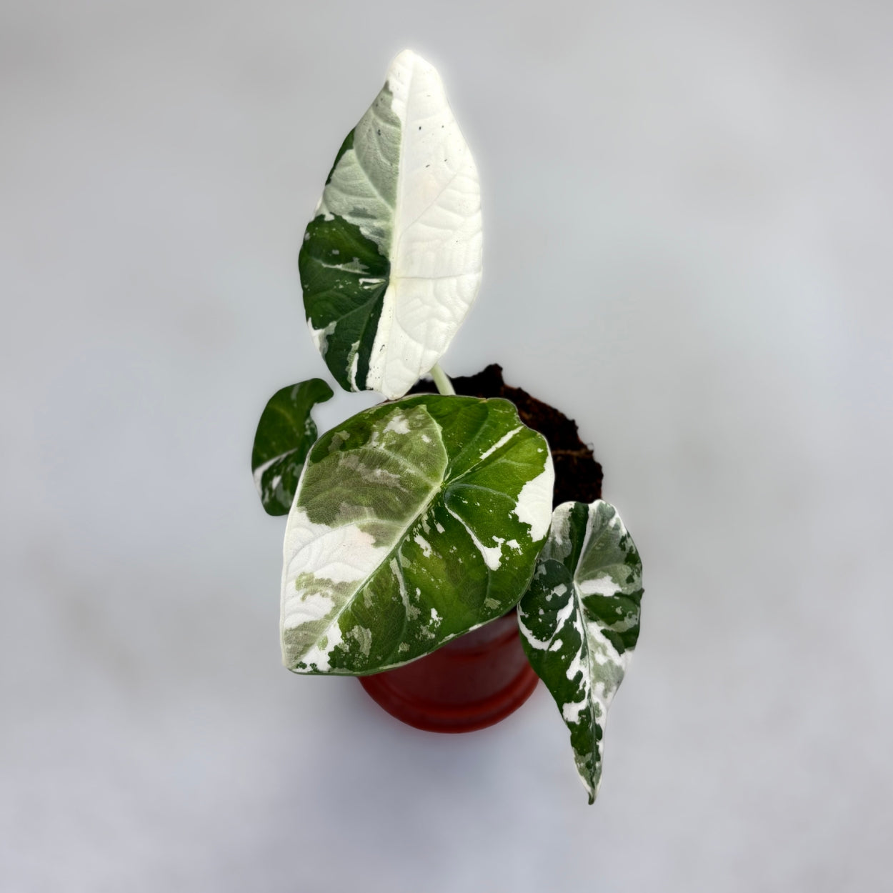 Alocasia Maharani Albo Variegata by Downtown Plant Club