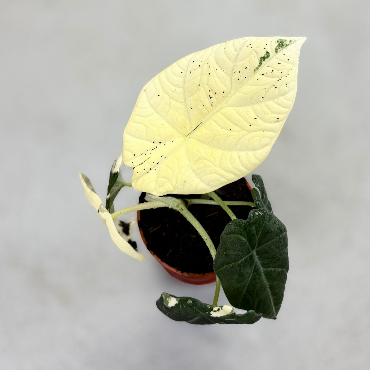 Alocasia Maharani Albo Variegata by Downtown Plant Club