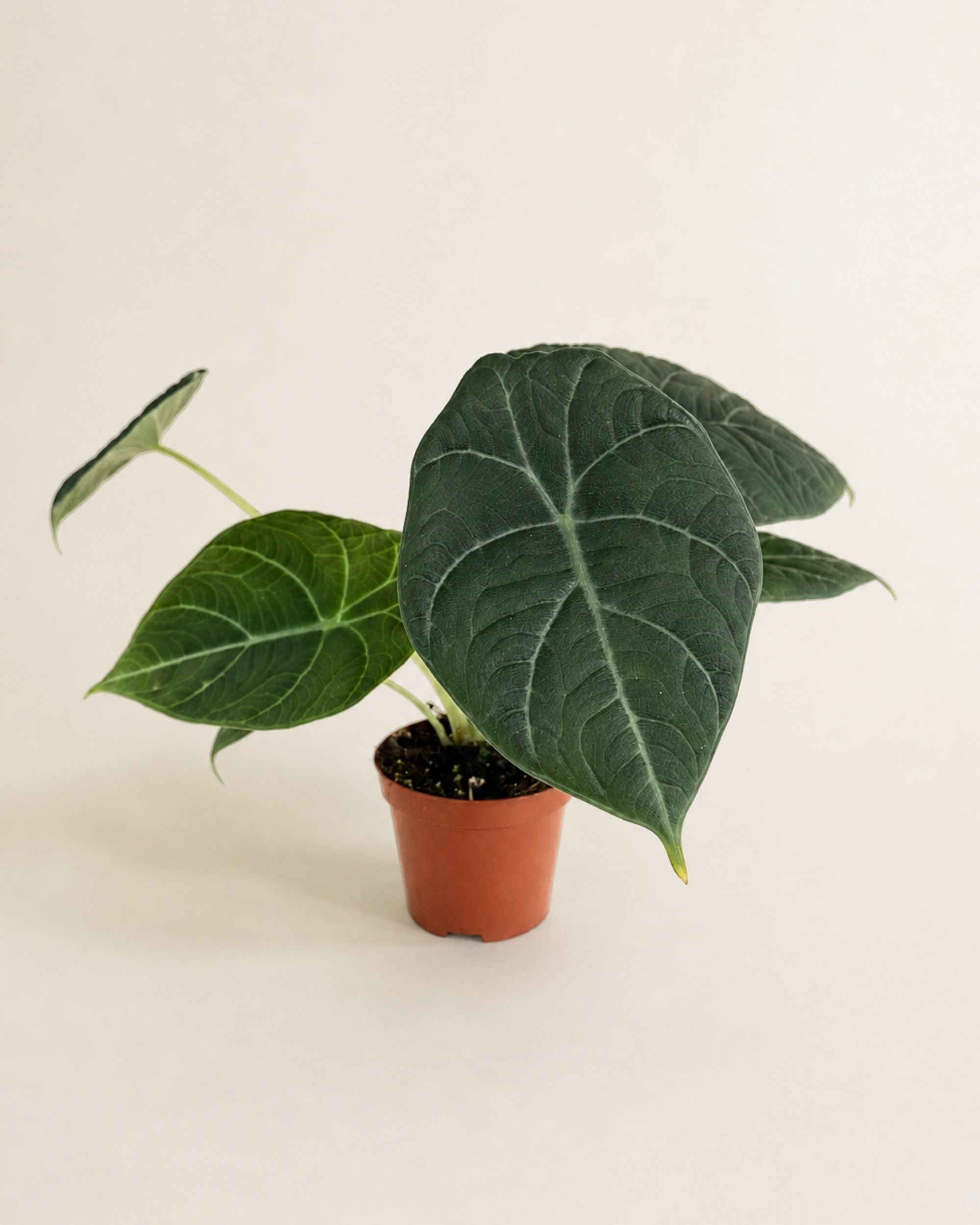 Alocasia Maharani