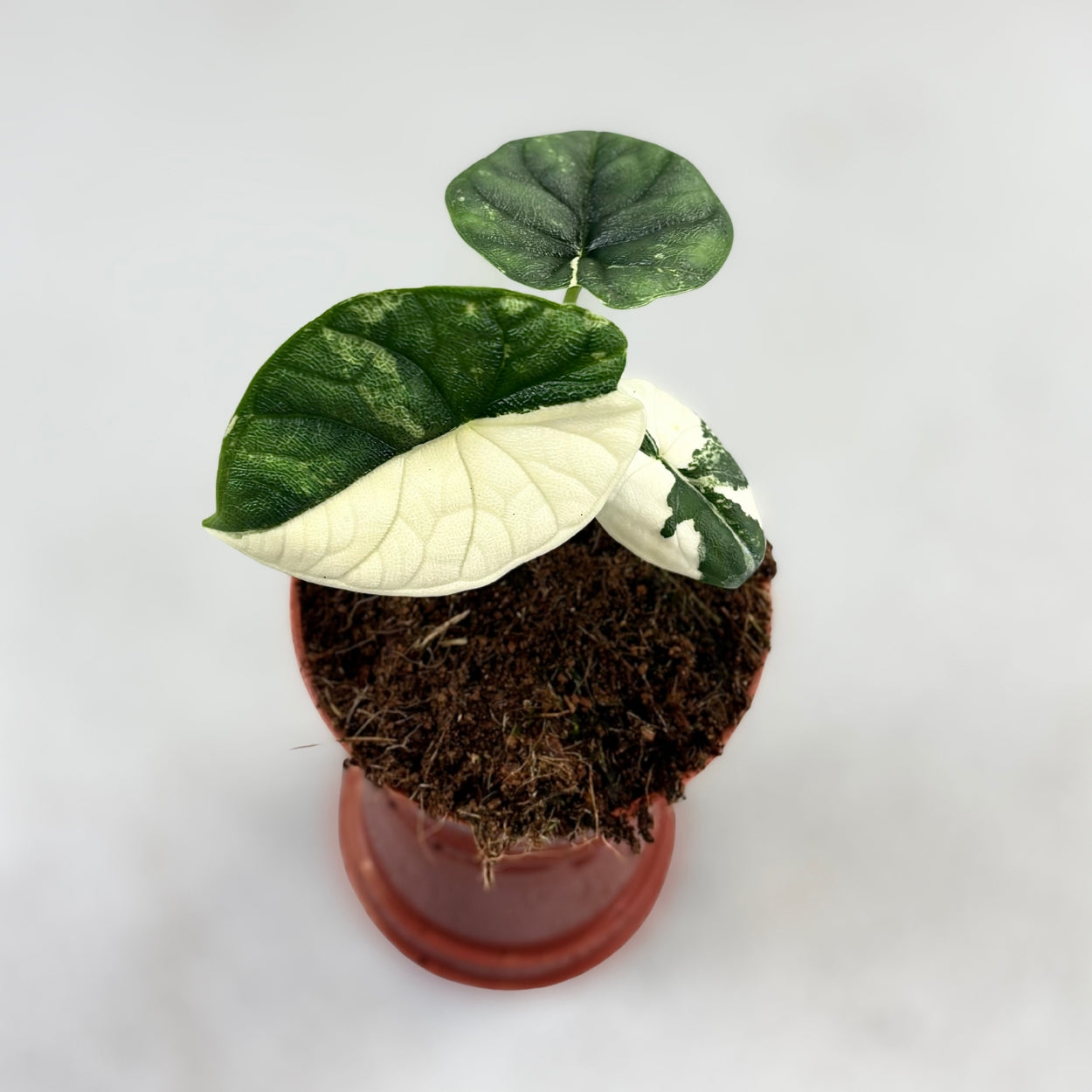 Alocasia Melo Albo Variegata by Downtown Plant Club