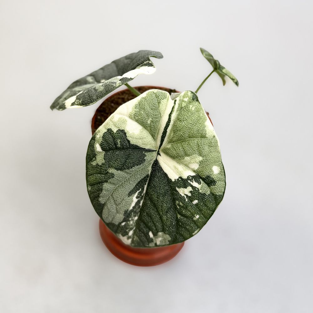 Alocasia-Melo-Albo-A-Downtownplantclub