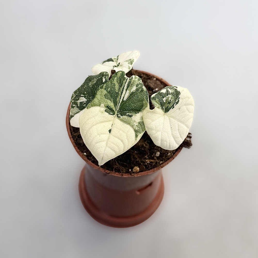 Alocasia Melo Albo Variegata - Downtown Plant Club