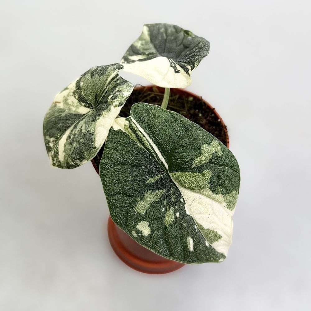 Alocasia-Melo-Albo-B-Downtownplantclub