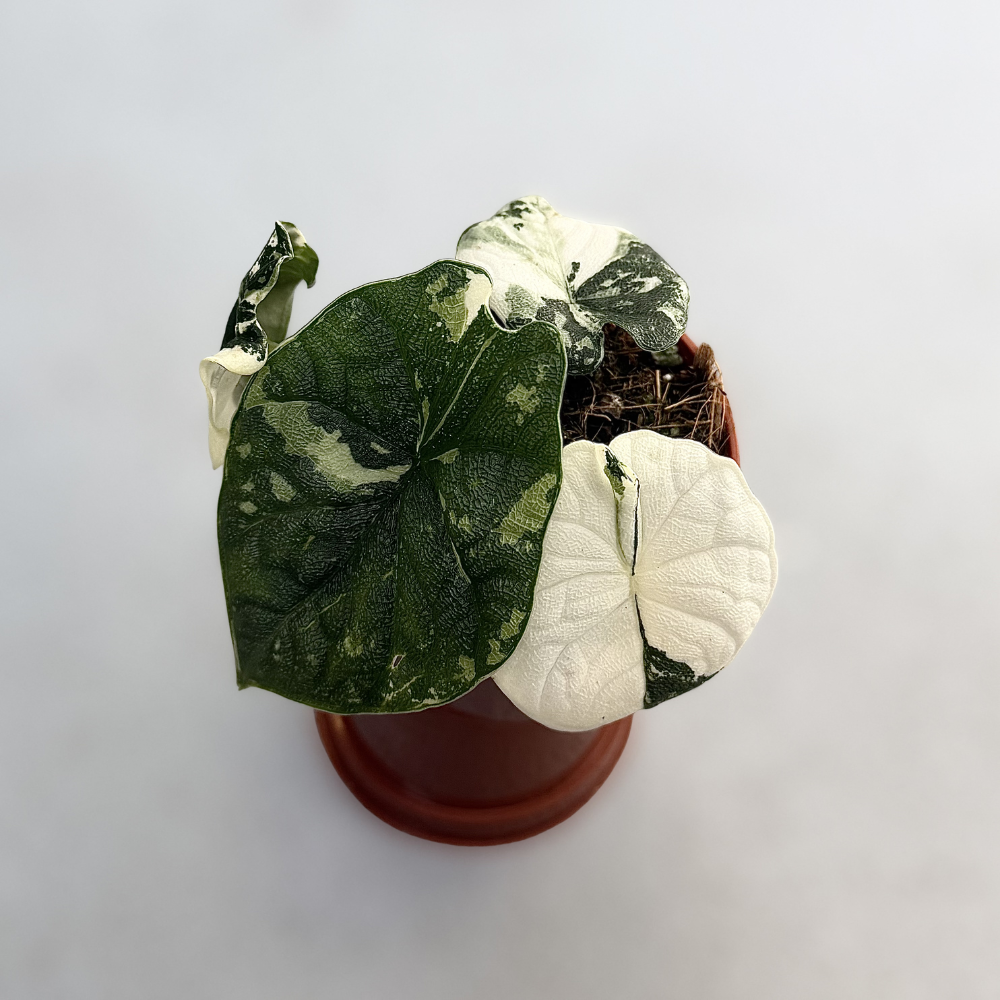 Alocasia Melo Albo Variegata - Downtown Plant Club
