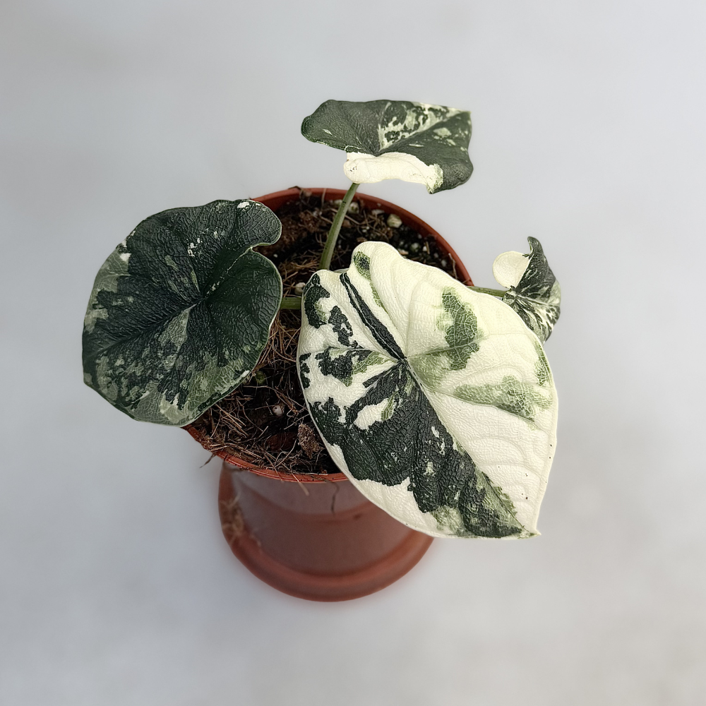 Alocasia Melo Albo Variegata - Downtown Plant Club