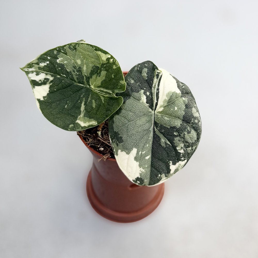 決まりました。　アンスリウムアロー　アロカシア Alocasia Melo　着生ラン Alocasia Melo Albo Variegata