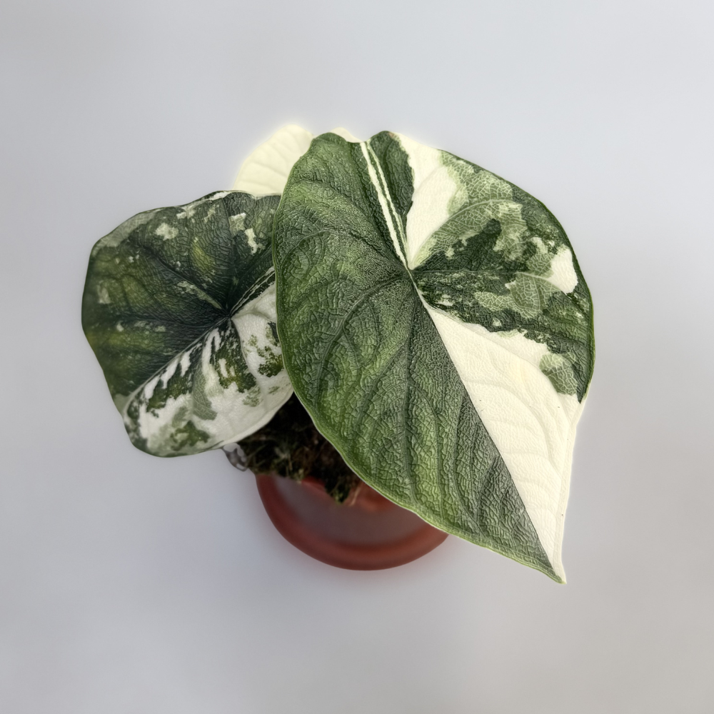 Alocasia Melo Albo Variegata - Downtown Plant Club