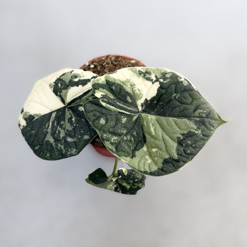 Alocasia Melo Albo Variegata