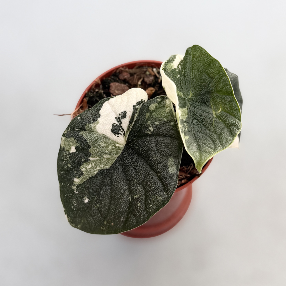Alocasia Melo Albo Variegata - Downtown Plant Club