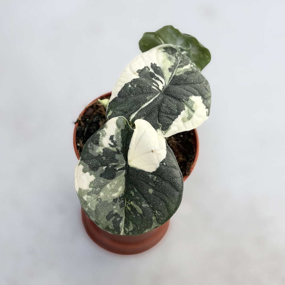 Alocasia Melo Albo Variegata