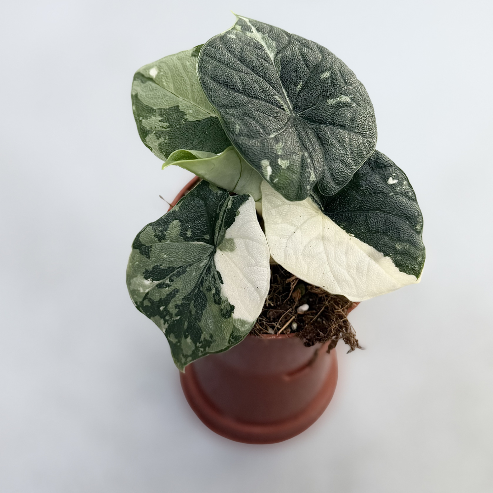 決まりました。　アンスリウムアロー　アロカシア Alocasia Melo　着生ラン アロカシア メロ アルボ│Alocasia melo 'Albo' Var.⑥│観葉植物