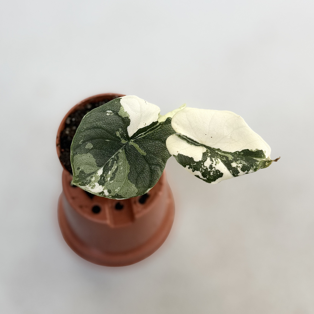 決まりました。　アンスリウムアロー　アロカシア Alocasia Melo　着生ラン アロカシア メロ アルボ│Alocasia melo 'Albo' Var.⑥│観葉植物
