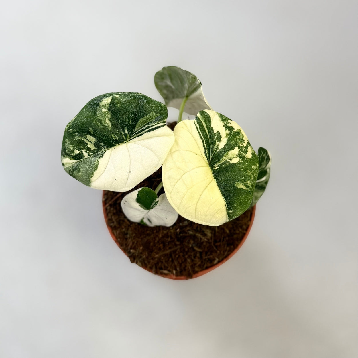 Alocasia Melo Albo Variegata