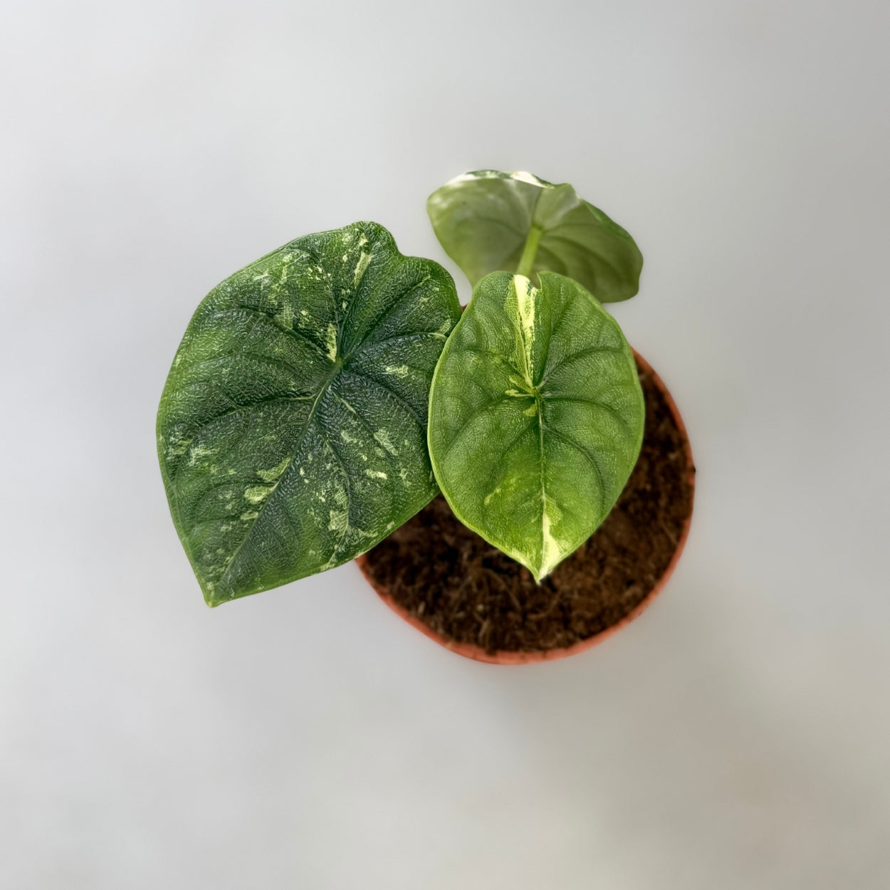 Alocasia Melo Albo Variegata