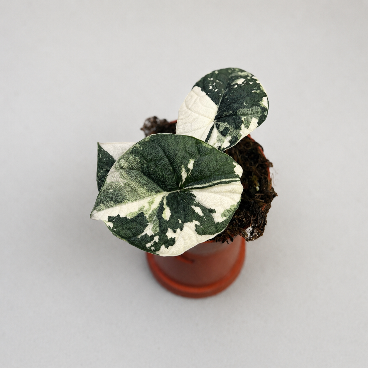 Alocasia Melo Albo Variegated by Downtown Plant Club