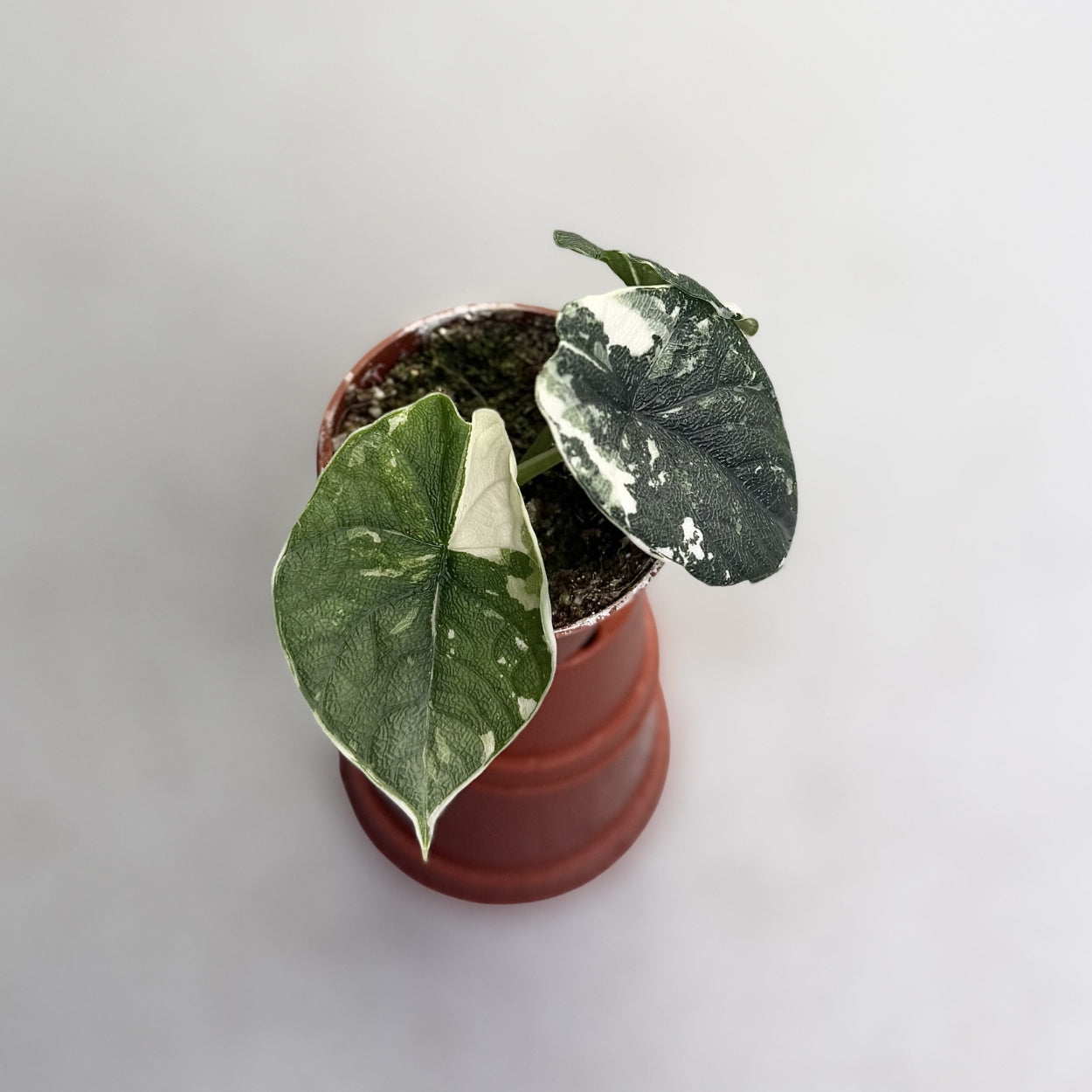 Alocasia Melo Albo Variegata
