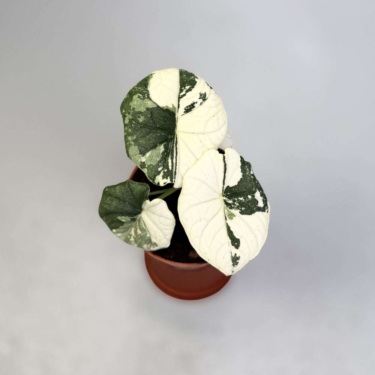 Alocasia Melo Albo Variegata