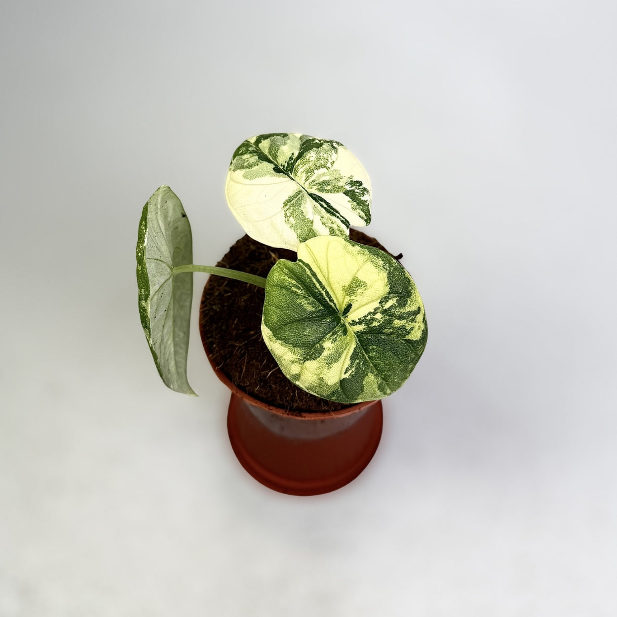 Alocasia Melo Albo Variegata