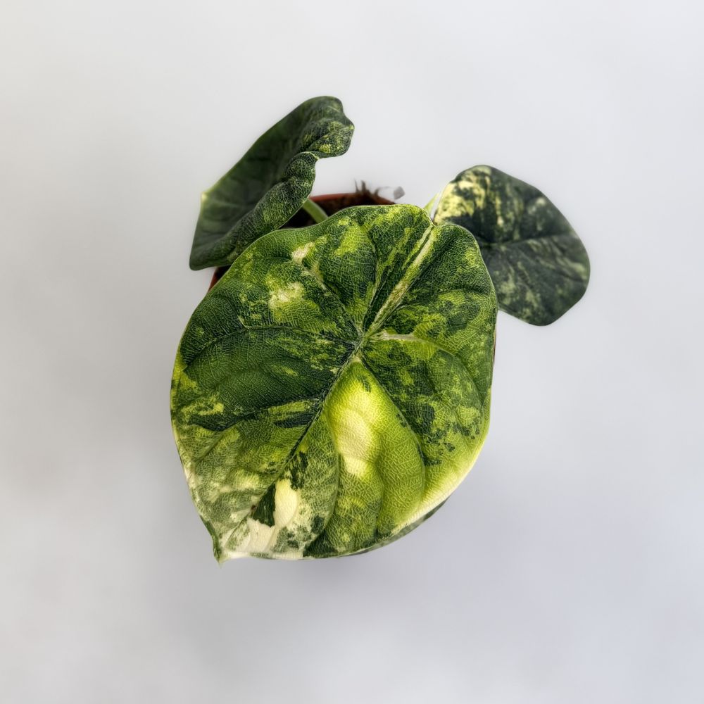 Alocasia-Melo-Aurea-A-Downtownplantclub