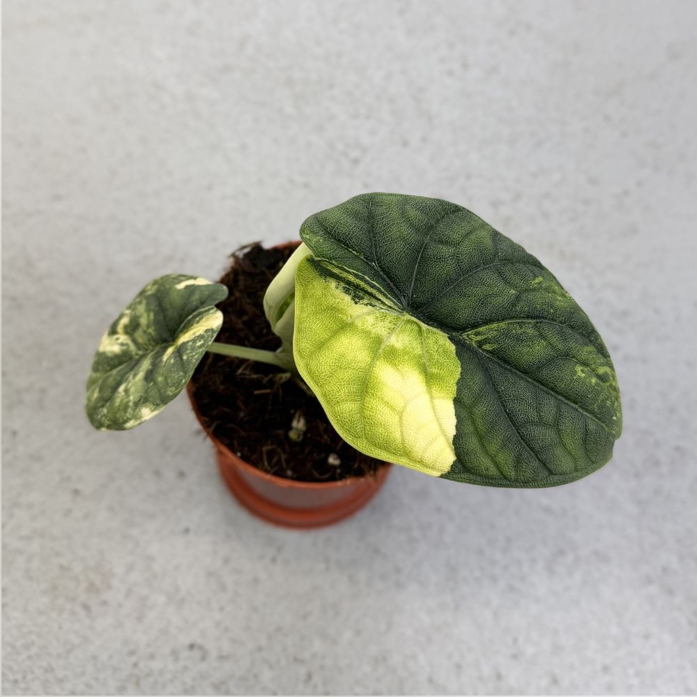 Alocasia-Melo-Aurea-B-Downtownplantclub

